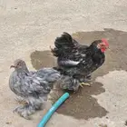 زوج دجاج كوشن