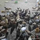 دجاج بلدي للبيع