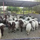 بهم نعيم ربط
