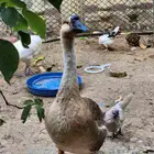 وز عراقي كوبرا جامبو بيور