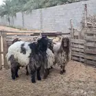 نعيم بالفحل