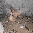 ديك ودجاجه حباحب