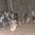 صوص بلدي للبيع