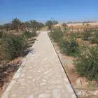 حجر طبيعي ربراب ومشيات طرق القصيم