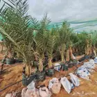 يوجد لدينا نخل مجذار اخلاص للبيع