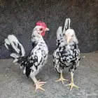 جوز سيراما بوران على وشك يجهز