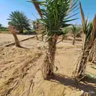 يوجد الدينا نخيل عربي البيع.