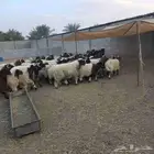جذعان طليان