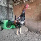 ديك شامو ياباني