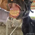 فرس بوني بصحه طيبه