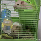 هامستر للبيع