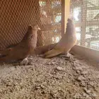 حمام عراقي