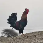 ديك عربي أصيل مع دجاجتين بلدي