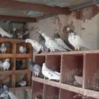 حمام باكستاني