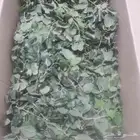 ورق سدر جديد من مزارعنا