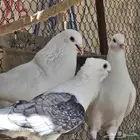 للبيع حمام فرنسي جمبو متوالف عمره سنه ونص الصحه فل مشاءالله