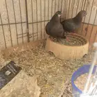 فروخ صنعاوي