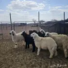 خرفان العدد 7 العمر 5 الى 6 شهور