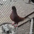 السلام عليكم 4 حبات حمام زاجل جامبو حجم وصحة فتح السوم 150