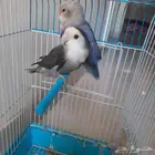 روز للبيع