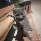 لتبني قطه نوع سكوتش