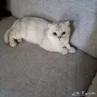 سكوتش تربل فولد