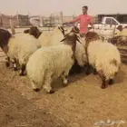 ذبايح نعيم بلدي