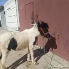 خيل سيسي مهر