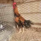 ديك هولندي من سلالة اصيله