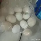 بيض