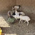 للبيع غنم بربري هجين