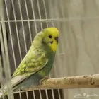 سلام عليكم ورحمة الله وبركاته طيور بادجي للبيع