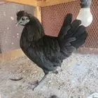 دجاجه كوبرا