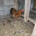 ديك كوشن قزم