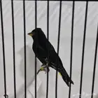 متاح للبيع سسكن أسود