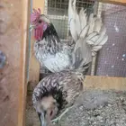 جوز دجاج حباحب ساق طويل