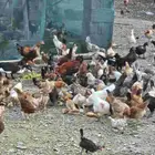 دجاج للبيع