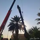 يوجد لدينا جميع انواع النخيل العربي والواشنطني باسعار مناسبه