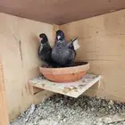 طبات قطيفي قندي