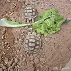 سلاحف سلكاتا