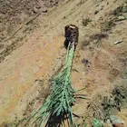 نخيل وفسايل نخيل للبيع