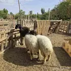 رخال جذعات نعيم