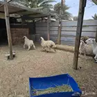 ذبائح للبيع