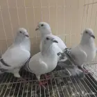 الاحساء. الكلابية