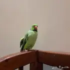 ببغاء الدره
