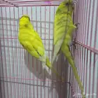 طيور الحب البادجي