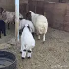 نعيم موليد متابيع