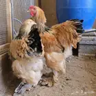 دجاج براهما