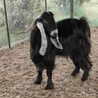 تيس عارضي