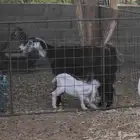 معزاء موليد